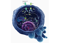 HQL制药、常州隆赛和上海不朽情缘mg官网将共同研新型抗癌药物