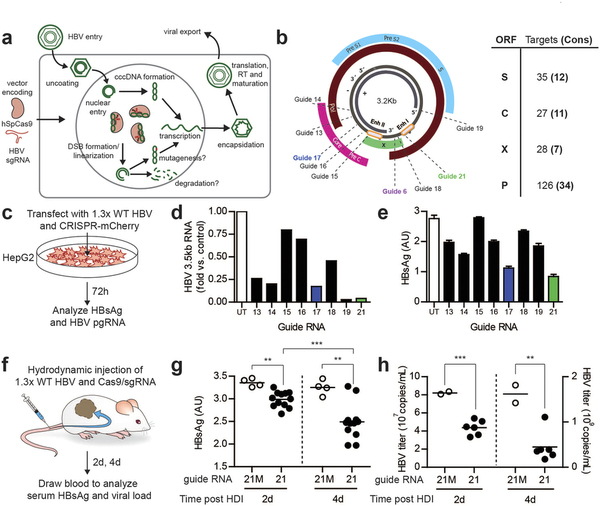 攻克乙肝不是梦，基因编辑靶向“剪切”乙肝病毒