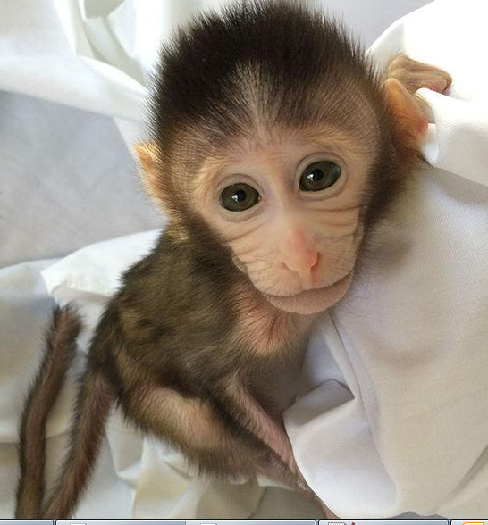 转基因猴成攻克自闭症利剑，首个非人灵长类自闭症模型建立