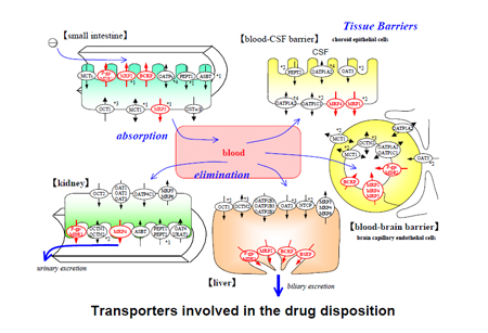药物转运体在药物吸收、分布、代谢、排泄中的作用