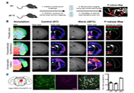 减肥药瞄准新靶点，强效减肥药即将来袭？