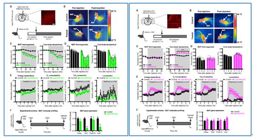 对神经元的激活会减少棕色脂肪产能，减少身体活动，从而抑制能量的消耗；相反，抑制神经元会提高能量的消耗。