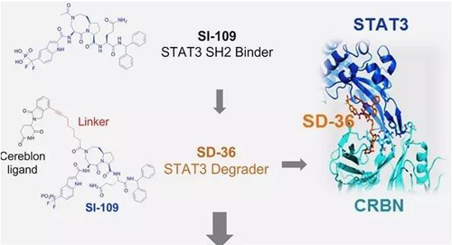 结构优化得到的SH2结合分子SI-109与CRBN结合，得到SD-36