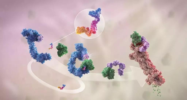 蛋白降解剂（多色）结合了1个靶蛋白（绿色）和1个E3泛素连接酶（蓝色），驱动基于蛋白酶体（橙色）的靶蛋白泛素化（紫色）和降解。