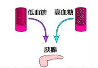 调节血糖稳态，GK负重前行