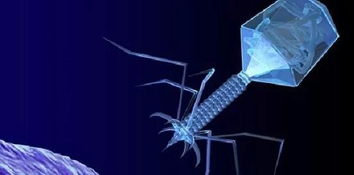 噬菌体疗法、溶瘤病毒，以及构建细胞表达载体的病毒转染因子等都体现出病毒对人类善良温和的一面