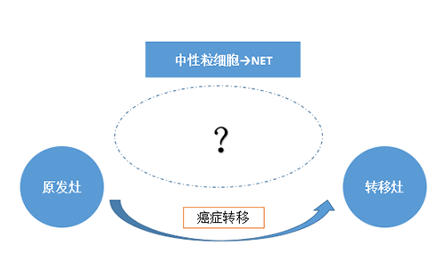 NET可能会通过某些方式“捕获”或“唤醒”癌细胞，从而造成癌细胞的迁移。