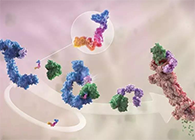 LYTAC出世，与PROTAC并肩作战针对不可成药的靶点