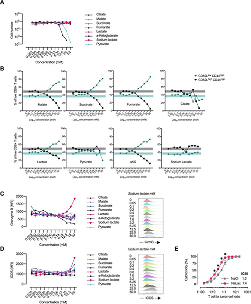 中央碳代谢物会改变CD8 + T细胞效应子的分布（来源：e Life）