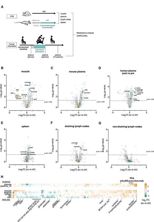 急性运动会改变血浆和淋巴器官的代谢状况 （来源：e Life）