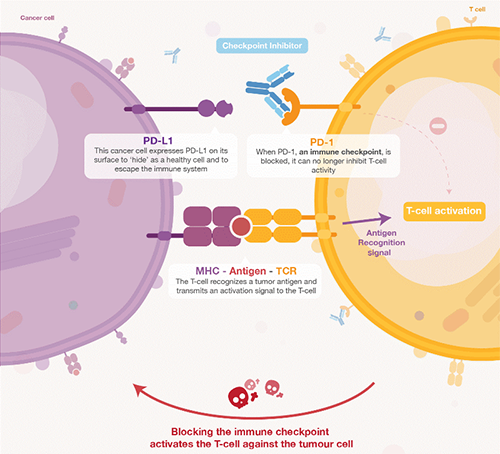 饿了吗？饿一饿原来可以辅助PD-1抑制剂肿瘤免疫治疗 