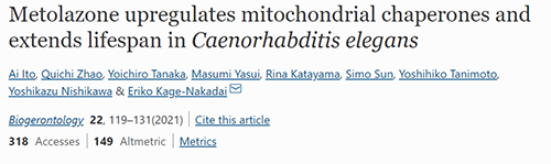 来自日本大阪市立大学的科学家搜索了现有药物的化学“文库”，他们发现一种名为美托拉宗的抗高血压药可延长秀丽隐杆线虫的寿命，标志着抗衰老药物开发的第一步