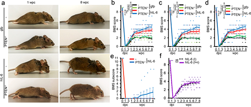 Hyper-IL-6促进功能恢复(来源：Nature)