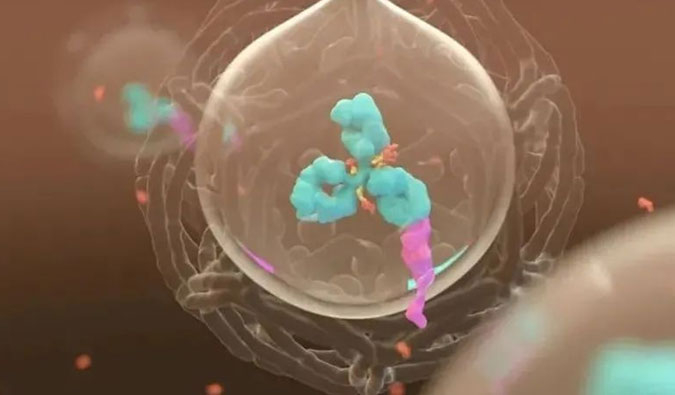 美研 | ADC，为靶向给药而精准深耕