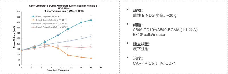 双特异性CAR-T药效研究：CD19-BCMA.jpg
