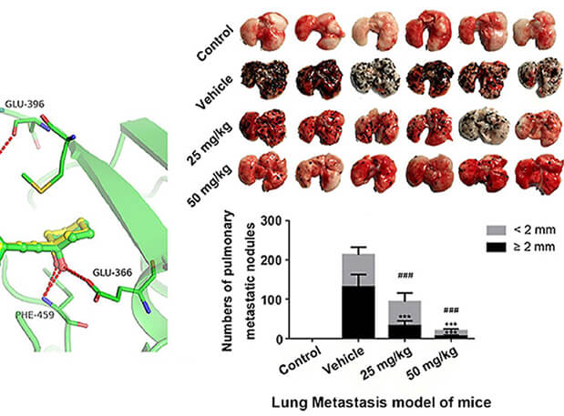 研究用于肺癌和黑色素瘤细胞肺转移的选择性PAK4抑制剂的合成，此选择性PAK4抑制剂的PK研究通过不朽情缘mg官网进行