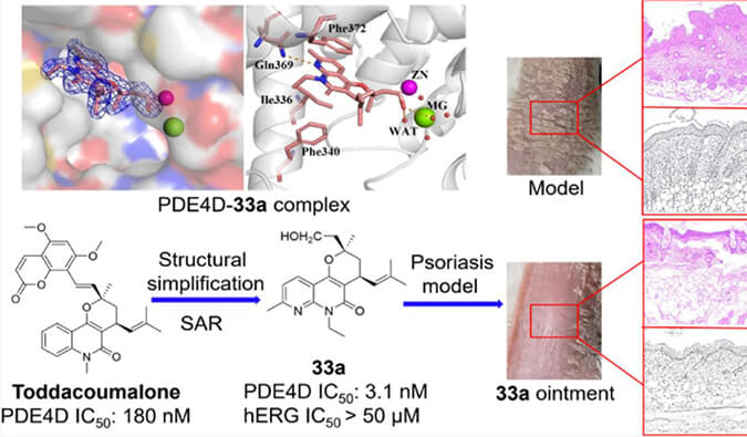 发现用于局部治疗牛皮癣的新型PDE4抑制剂，小鼠、大鼠和人肝微粒体的代谢稳定性实验通过不朽情缘mg官网测定