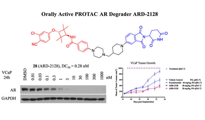 ARD-2128是一种PROTAC AR降解剂，具有出色的血浆和微粒体稳定性，本研究中体外稳定性和PK研究通过不朽情缘mg官网进行