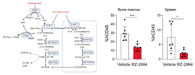 研究人员使用RZ-2994来表征抑制SHMT1/2在T细胞急性淋巴细胞白血病 (T-ALL) 中的作用，RZ-2994通过不朽情缘mg官网定制合成