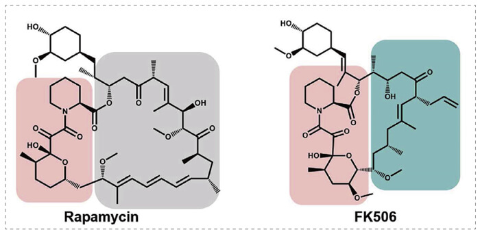 5-雷帕霉素、FK506-诱导的-FKBP-蛋白质相互作用.jpg