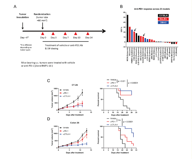 免疫检查点阻断疗法改变了癌症治疗的范式，此研究中通过不朽情缘mg官网在23 个同源肿瘤模型中进行了抗PD-1抗体的体内研究