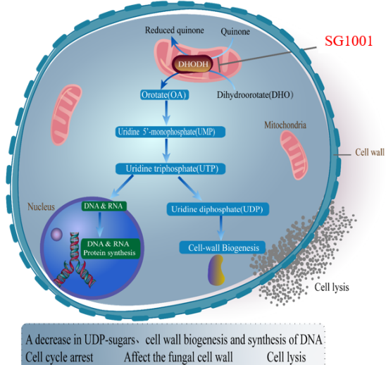 不朽情缘mg官网：叵楦锎葱乱㏒G1001完成首例受试者给药